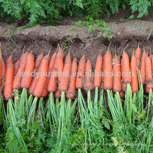 CA07 Jinguan 8 polegadas upscale sementes de cenoura vermelhas para semear